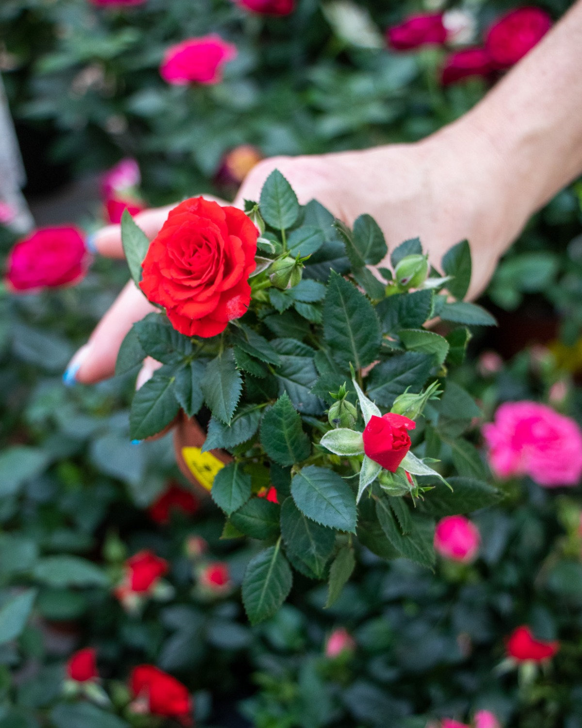 Mini Rose Off